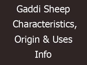Gaddi Sheep Characteristics, Origin & Uses Info