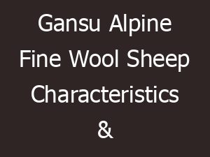 Gansu Alpine Fine Wool Sheep Characteristics & Uses