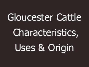 gloucester cattle characteristics uses origin 11058