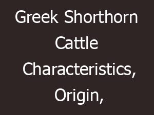 Greek Shorthorn Cattle Characteristics, Origin, Uses