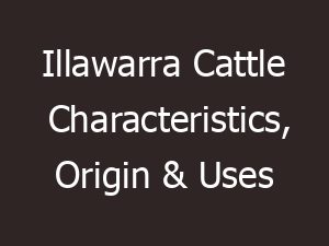 illawarra cattle characteristics origin uses 10898