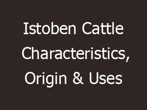 Istoben Cattle Characteristics, Origin & Uses