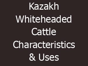 Kazakh Whiteheaded Cattle Characteristics & Uses