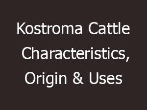 Kostroma Cattle Characteristics, Origin & Uses