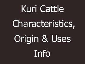 Kuri Cattle Characteristics, Origin & Uses Info