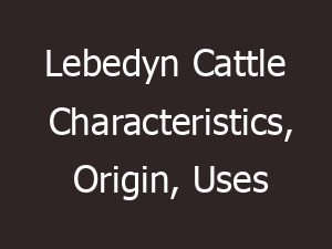 Lebedyn Cattle Characteristics, Origin, Uses