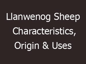 Llanwenog Sheep Characteristics, Origin & Uses