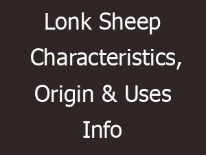 Lonk Sheep Characteristics, Origin & Uses Info