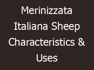 merinizzata italiana sheep characteristics uses 13897