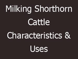 Milking Shorthorn Cattle Characteristics & Uses