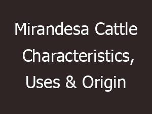 mirandesa cattle characteristics uses origin 10712