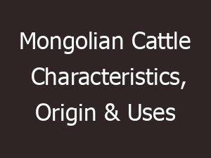 Mongolian Cattle Characteristics, Origin & Uses
