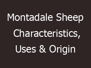 Montadale Sheep Characteristics, Uses & Origin