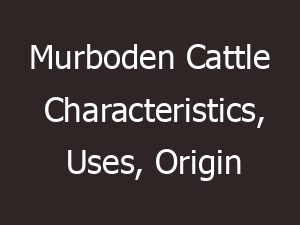 murboden cattle characteristics uses origin 10697