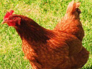 New Hampshire Chicken: Characteristics, Facts, Raising Tips