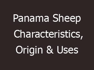 Panama Sheep Characteristics, Origin & Uses