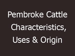 Pembroke Cattle Characteristics, Uses & Origin