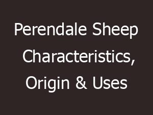 Perendale Sheep Characteristics, Origin & Uses