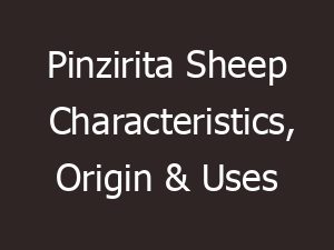 Pinzirita Sheep: Characteristics, Uses, Photo