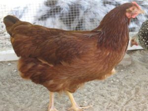 Best American Poultry Breeds Raised in America