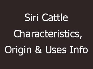 Siri Cattle Characteristics, Origin & Uses Info
