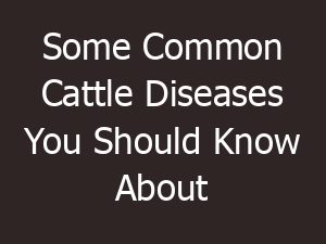 Some Common Cattle Diseases You Should Know About