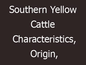 Southern Yellow Cattle Characteristics, Origin, Uses