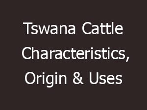 Tswana Cattle Characteristics, Origin & Uses