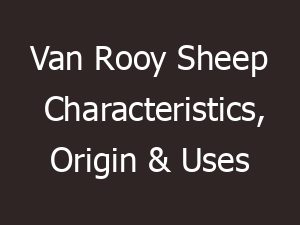 Van Rooy Sheep Characteristics, Origin & Uses