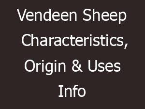 vendeen sheep characteristics origin uses info 13078