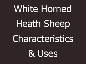 White Horned Heath Sheep Characteristics & Uses