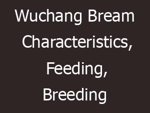 Wuchang Bream Characteristics, Feeding, Breeding