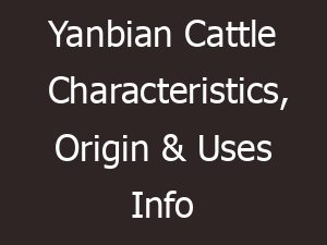 yanbian cattle characteristics origin uses info 9253