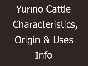 Yurino Cattle Characteristics, Origin & Uses Info